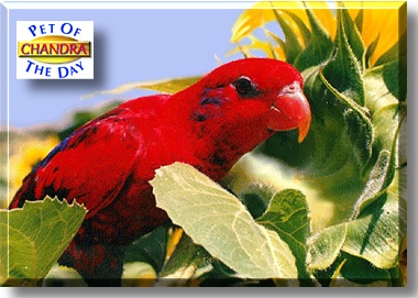 Chandra, the Pet of the Day