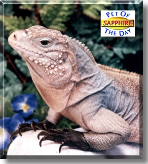Sapphire, the Pet of the Day