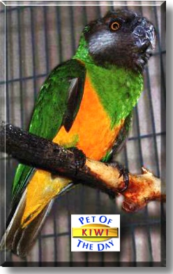 Kiwi, the Pet of the Day