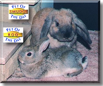 Smudge and Roo, the Pet of the Day