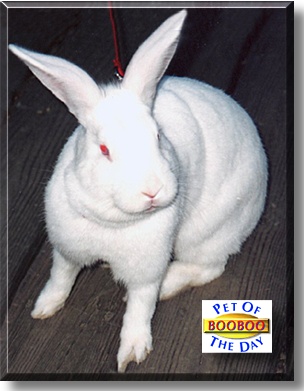 BooBoo Capoo, the Pet of the Day