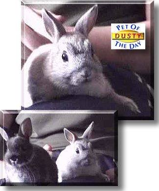 Dusty, the Pet of the Day