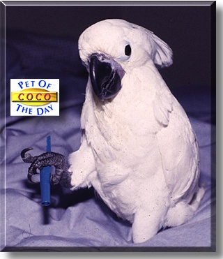 Coco, the Pet of the Day