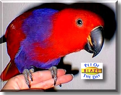 Blaze, the Pet of the Day