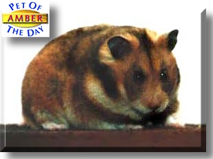 Amber, the Pet of the Day