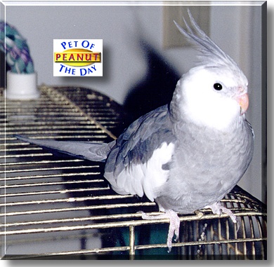 Peanut, the Pet of the Day