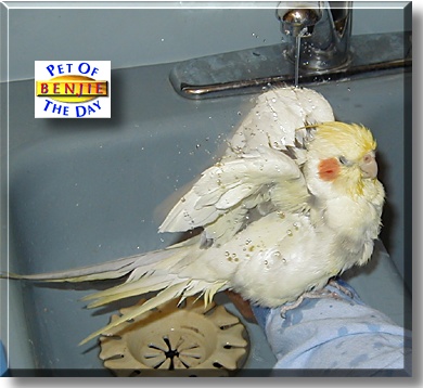 Benjie, the Pet of the Day