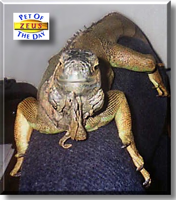 Zeus, the Pet of the Day