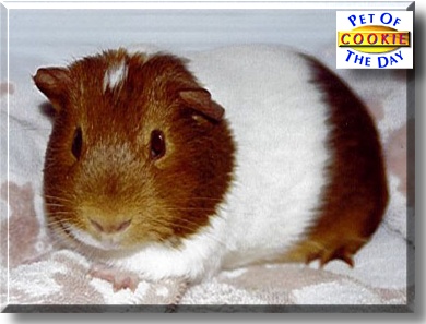 Cookie, the Pet of the Day