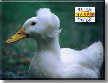 Harpo, the Pet of the Day