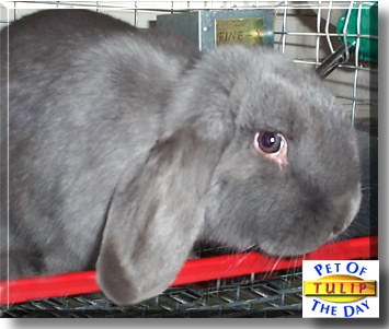 Tulip, the Pet of the Day