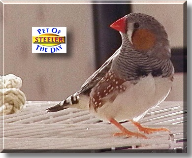 Steeler, the Pet of the Day