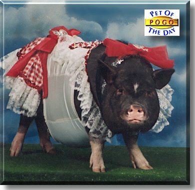 Pogo, the Pet of the Day