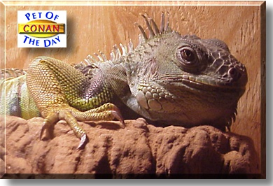 Conan, the Pet of the Day