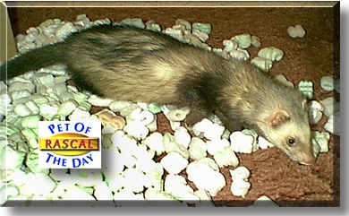 Rascal, the Pet of the Day