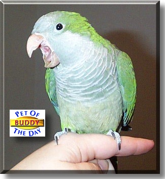 Buddy, the Pet of the Day
