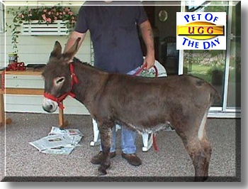 Ugg, the Pet of the Day
