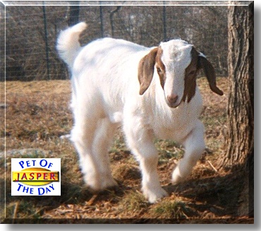 Jasper, the Pet of the Day