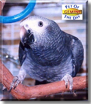 Gemini, the Pet of the Day