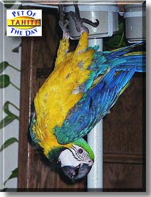 Tahiti, the Pet of the Day