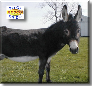Bosco, the Pet of the Day