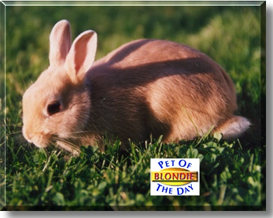 Blondie, the Pet of the Day