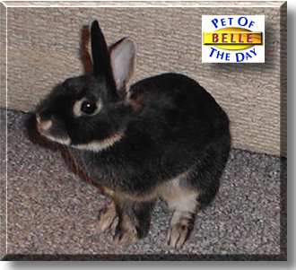 Belle, the Pet of the Day