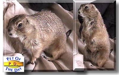P.D., the Pet of the Day