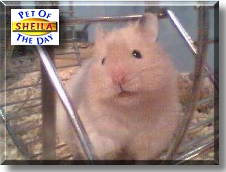 Sheila, the Pet of the Day