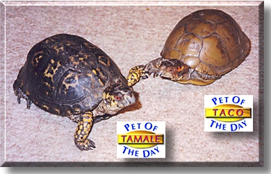 Taco and Tamale, the Pet of the Day