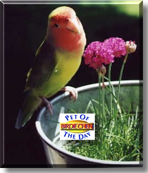 Birdie Chen, the Pet of the Day