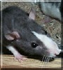 Tabitha
