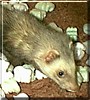 Rascal