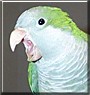 Buddy