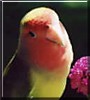 Birdie Chen