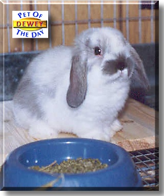 Dr. Dolittle Dewey, the Pet of the Day