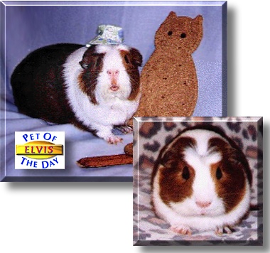 Elvis Pigsley, the Pet of the Day