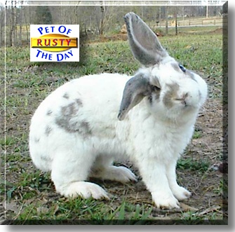 Rusty, the Pet of the Day