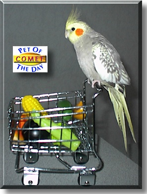 Comet, the Pet of the Day