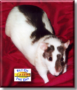 Casey, the Pet of the Day