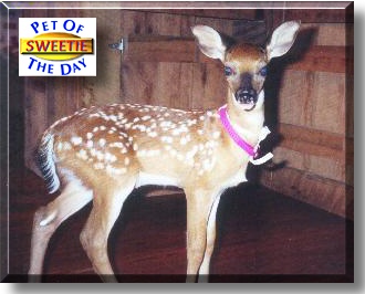 Sweetie Q, the Pet of the Day
