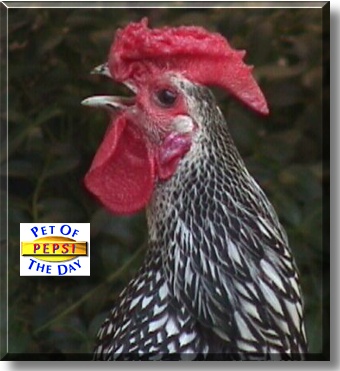 Pepsi, the Pet of the Day