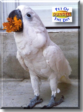 Dundee, the Pet of the Day