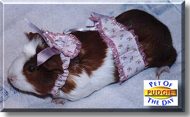 Pudgie, the Pet of the Day