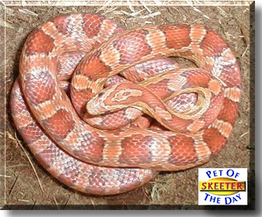 Skeeter, the Pet of the Day