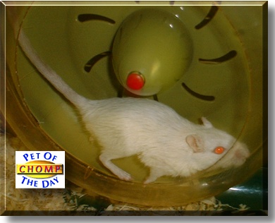 Chomp Tamilyn, the Pet of the Day