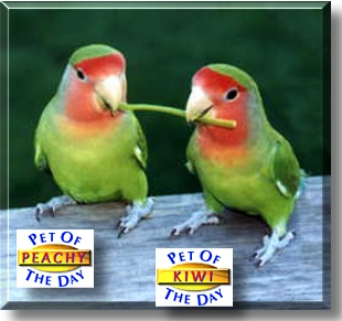 Peachy and Kiwi, the Pets of the Day