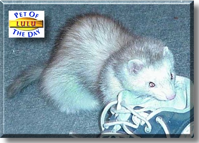 Lulu, the Pet of the Day