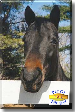 Tenanza Tango, the Pet of the Day