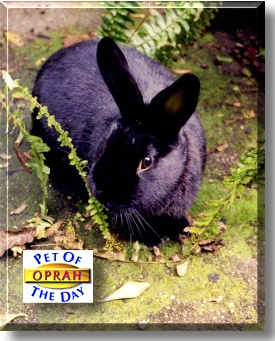Oprah, the Pet of the Day